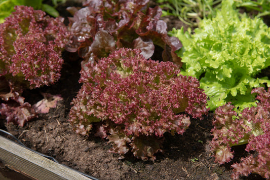 3000 RUBY LEAF LETTUCE Red Loose Leaf Heirloom Lactuca Sativa Vegetable Seeds
