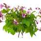 20 PURPLE FLOWERING RASPBERRY Thornless Edible Rubus Odoratus Fruit Berry Seeds
