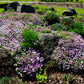 2000 Fairy DWARF MIX CANDYTUFT Iberis Umbellata Flower Seeds
