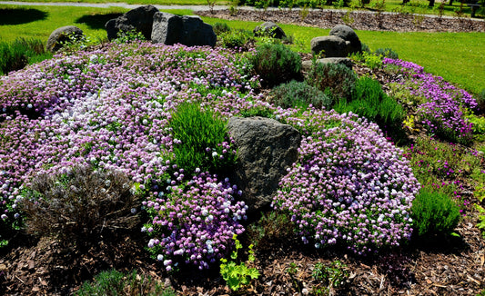 2000 Fairy DWARF MIX CANDYTUFT Iberis Umbellata Flower Seeds