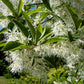 3 FRINGE TREE Chionanthus Virginicus Old Man's Beard White Flower Seeds