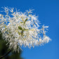 3 FRINGE TREE Chionanthus Virginicus Old Man's Beard White Flower Seeds