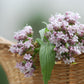 250 VALERIAN (Garden Heliotrope / Heal All) Valeriana Officinalis Herb Flower Seeds
