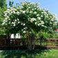 35 WHITE CREPE MYRTLE Lagerstroemia Indica Flowering Shrub Bush Small Tree Seeds