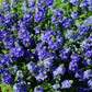 75 ROYAL BLUE SPEEDWELL Veronica Austriaca Teucrium Flower Seeds