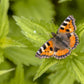 200 STINGING NETTLE Urtica Dioica (aka Common, California, or Bull Nettle / Tread Softly) Flower Seeds