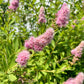50 Pink STEEPLEBUSH Hardhack Meadow Sweet Spirea Spiraea Tomentosa Shrub Flower Seeds