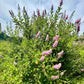 50 Pink STEEPLEBUSH Hardhack Meadow Sweet Spirea Spiraea Tomentosa Shrub Flower Seeds