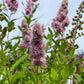 50 Pink STEEPLEBUSH Hardhack Meadow Sweet Spirea Spiraea Tomentosa Shrub Flower Seeds
