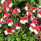 50 RED & WHITE NEMESIA Strumosa Danish Flag Fragrant Bicolor Flower Seeds
