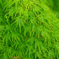 10 WEEPING LACELEAF MAPLE Japanese Acer Palmatum Dissectum Green Yellow Red Tree Seeds