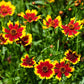 1000 PLAINS COREOPSIS (Golden Tickseed) Coreopsis Tinctoria Flower Seeds