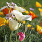 1000 MIXED Colors CALIFORNIA POPPY (Ballerina / Mission Bells) Eschscholzia Californica Flower Seeds