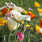 1000 WHITE CALIFORNIA POPPY Eschscholzia Californica Flower Seeds