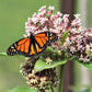 100 PINK MILKWEED Common Asclepias Syriaca Monarch Flower Seeds