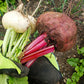 250 PIATTA D'EGITTO BEET Italian Heirloom Beta Vulgaris Cicla Vegetable Seeds