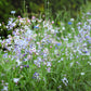 500 EVENING ( night ) SCENTED STOCK Matthiola Longipetala Bicornis Flower Seeds