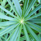 50 UMBRELLA PALM TREE Cyperus Involucratus Papayrus Sedge Seeds
