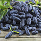 30 HONEYBERRY Blue Honeysuckle Lonicera Caerulea Edible Fruit Shrub Seeds