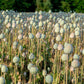 250 WHITE Cloud PEONY POPPY Papaver Peoniflorum Flower Seeds