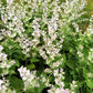 50 WHITE Swan CLARY SAGE Salvia Viridis Horminum Herb Flower Seeds