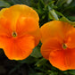 50 ORANGE SUN PANSY Swiss Giant Viola Wittrockiana Flower Seeds