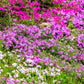 20 PRAIRIE PHLOX Pilosa Mixed Colors Pink Purple White Native Flower Seeds