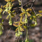 25 SUGAR MAPLE Syrup TREE Native Rock Fall Color Acer Saccharum Seeds