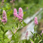 50 Pink STEEPLEBUSH Hardhack Meadow Sweet Spirea Spiraea Tomentosa Shrub Flower Seeds