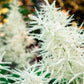 50 WHITE GOATS BEARD (like Astilbe) Aruncus Dioicus Flower Seeds