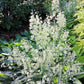 100 WHITE CAMAS Anticlea Elegans Zigadenus Camass Alkali Native Flower Seeds