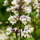 25 HUSKER RED PENSTEMON Digitalis Foxglove Beardtongue White Flower Seeds