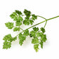 200 BRUSSELS WINTER CHERVIL Anthriscus Gourmet European Heirloom Herb Vegetable Seeds
