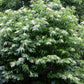 50 LILY Of The VALLEY TREE Sourwood Sorrel Oxydendrum Arboreum Flower Seeds