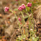20 RED PUSSYTOES Antennaria Dioica Rubra Everlasting Flower Seeds