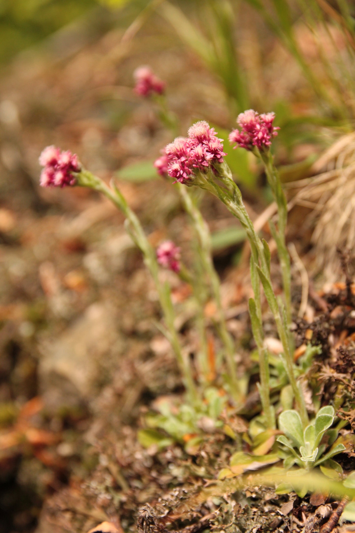 20 RED PUSSYTOES Antennaria Dioica Rubra Everlasting Flower Seeds