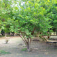 15 SUGAR APPLE Sweetsop Custard Apple Annona Squamosa Sweet Delicious Edible Fruit Tree Seeds