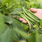 40 GREEN BEAN PROVIDER Phaseolus Vulgaris Vegetable Seeds