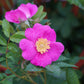 15 Pink WOOD'S ROSE Bush Mountain Rose Rosa Woodsii Fragrant Flower Seeds