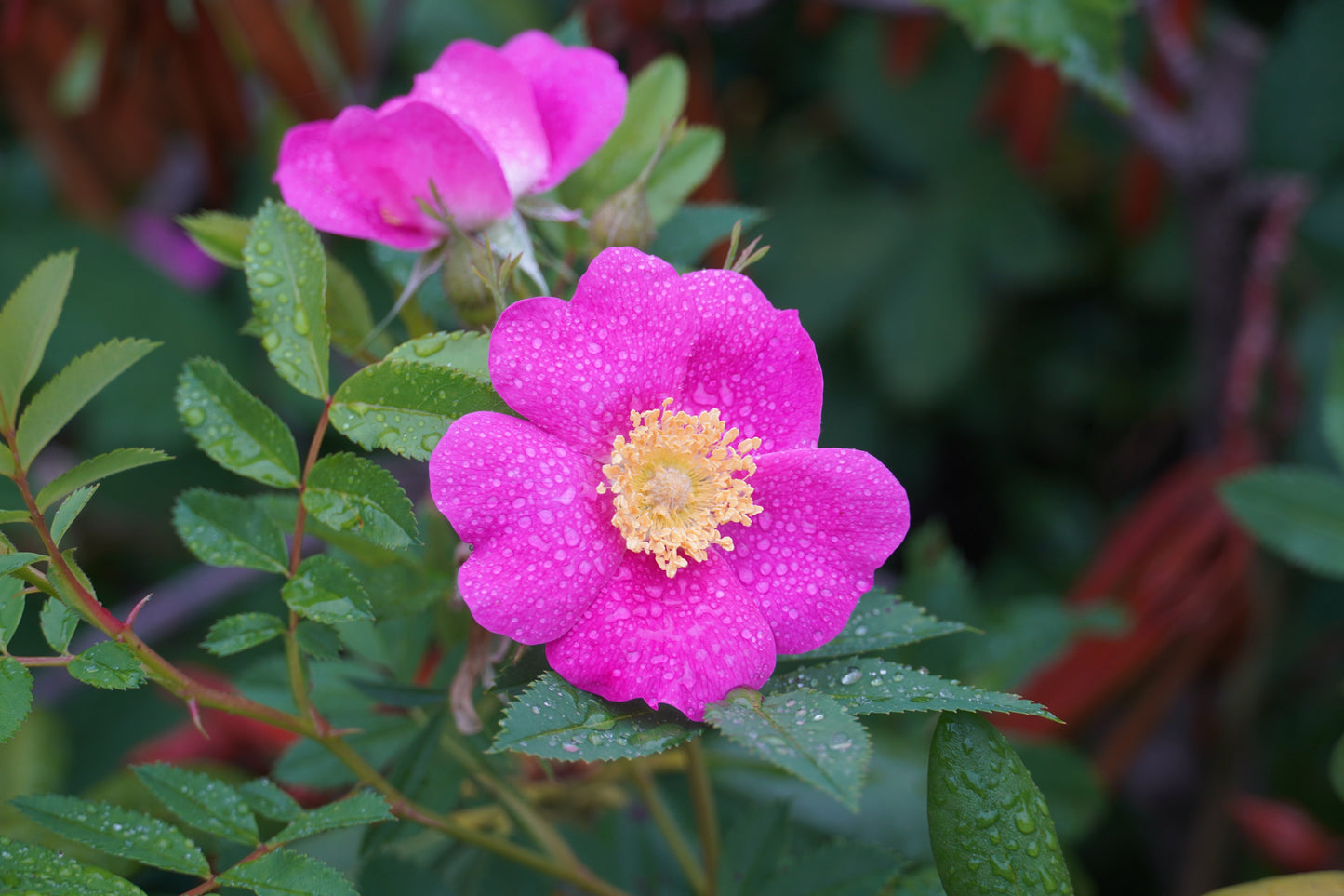 15 Pink WOOD'S ROSE Bush Mountain Rose Rosa Woodsii Fragrant Flower Seeds