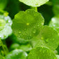 50 SPADELEAF Edible Coinwort Centella Asiatica Gotu Kola Herb Pink Flower Seeds