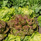 3000 BRONZE MIGNONETTE LETTUCE Butterhead Lactuca Sativa Vegetable Seeds