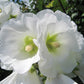 25 WHITE HOLLYHOCK Alcea Rosea Flower Seeds Perennial