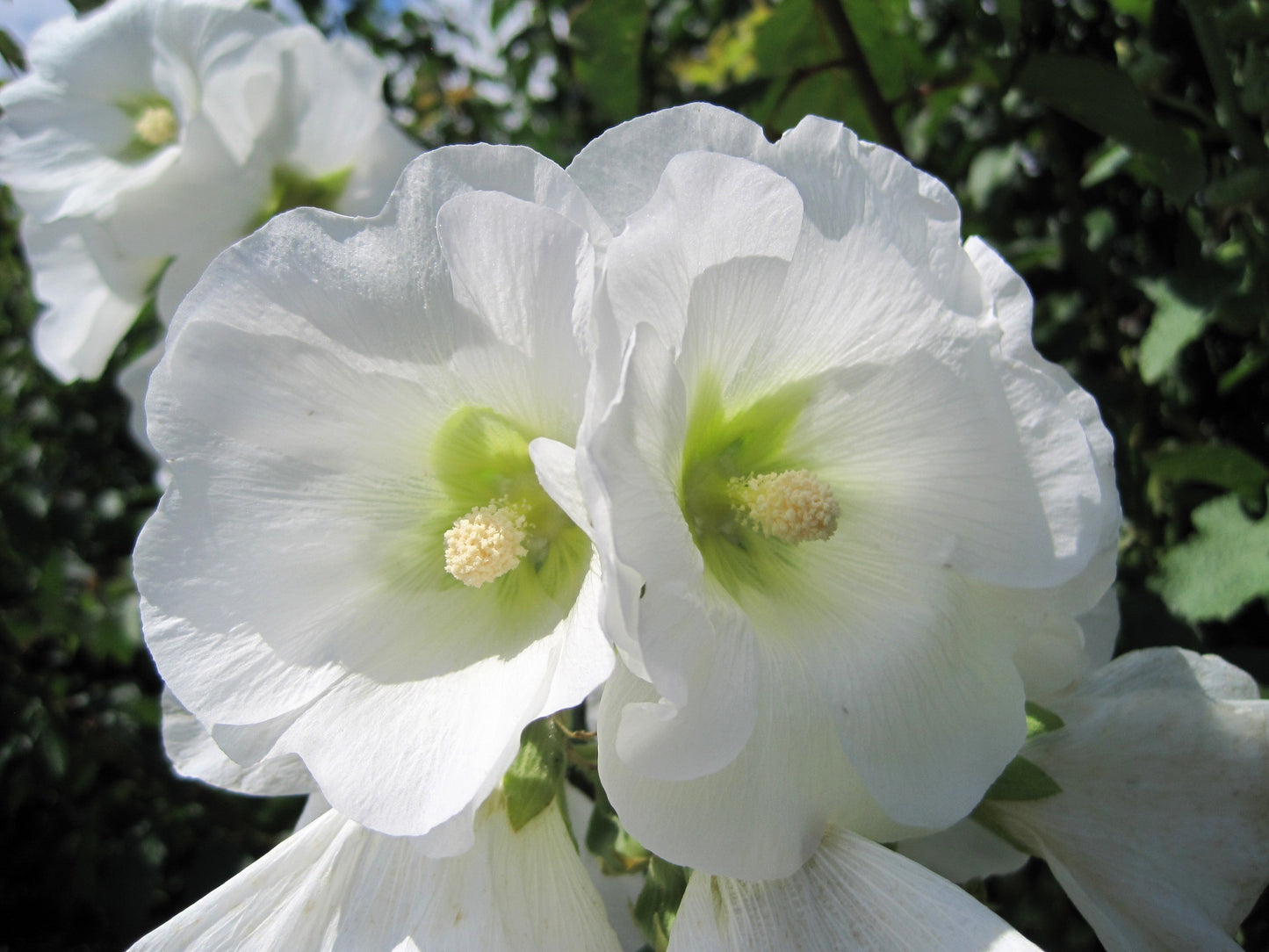 25 WHITE HOLLYHOCK Alcea Rosea Flower Seeds Perennial