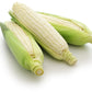 100 Country GENTLEMAN WHITE CORN Sweet Heirloom Zea Mays Vegetable Seeds