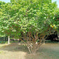 5 PHYSIC NUT Barbados Purging JATROPHA Curcas Shrub Tree Bio-Diesel Seeds