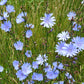 1000 CHICORY (Blue Daisy / Blue Sailors / Coffeeweed / Succory) Cichorium Intybus Flower Herb Seeds