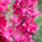 100 SUBLIME PINK LARKSPUR Consolida Ambigua Ajacis Delphinium Bright Pink Flower Seeds