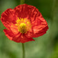 2500 ICELAND POPPY MIX Papaver Nudicaule Mixed Colors Flower Seeds