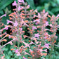 30 MIXED COLORS AGASTACHE Aurantiaca Cana Hummingbird Mint Hyssop Flower Seeds